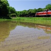 藤は咲かずも水鏡で