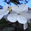 ヤブデマリ・ピンクビューティーの12月の花