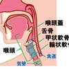   【基礎から学ぶ】喉頭（喉頭軟骨・声帯・舌骨）【解剖生理学】