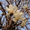 木蓮が咲く  Magnolia liliflora