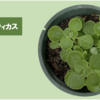 アロマティカス【かろうじて冬越し】
