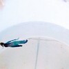 ベタのお迎え