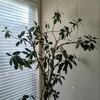 フランスゴムの木の植え替え