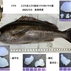イサキのムニエル