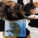 キリスト教英語ミニ知識: pastor ☜ (プロテスタントの)牧師。原義は羊飼い