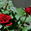 薔薇の写真