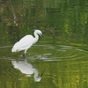 見沼の野鳥・2