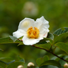 應聖寺の沙羅とか花の寺の凌霄花、鶴林寺の菩提樹と沙羅