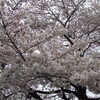 御苑の桜は8.5分咲き？