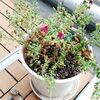 経過観察。ベランダの植物たち。2019年、8月。アボカド発芽！