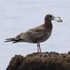 兵庫県東播磨）瀬戸川河口、ウミネコ（＋幼鳥）。西江井島ため池（大池）、水草。