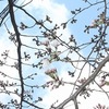 加南小の桜、開花宣言