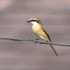 五島列島へ行ったよ（２０１５　０４２５−２９）その６　島で見た鳥