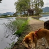 池に浮かぶ神社にお参り