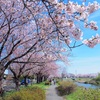 4月21日…太平川観桜会★その1