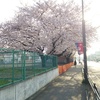のこされた満開の桜