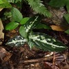 Aglaonema pictum”ちゃんぷーる”BNN from Sibolga timur【AZ0721-3g】