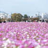 奈良県の絶景スポット。コスモス満開の藤原宮跡で秋晴れの空を撮影する。
