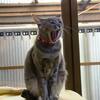 あらあくびだ…１２日の朝