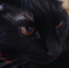 今日の黒猫モモさんの動画－３５１