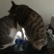 おみぃの裏山