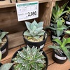 #881 お迎えの記録'23【30】【31】〜Aloe hyb.#2＆#3〜