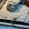 【フトアゴヒゲトカゲ】今日のきいちゃん