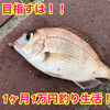 1年半ニートが目指すは一ヶ月一万円釣り生活！！