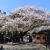 青横桜情報　５