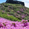 高岳ピンクに染め　阿蘇、ミヤマキリシマ開花