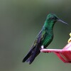 チャゴシエメラルドハチドリ(Copper-rumped Hummingbird)など