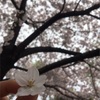 今年２回目の入学式🌸