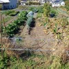 実家の畑で農作業、メインは２つ里芋堀と玉葱準備