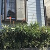 Aloe