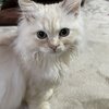 【拡散お願いしますにゃ】　FIP(猫伝染性腹膜炎)のレオちゃんを応援するプロジェクト