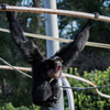 千葉市動物園