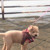 犬　4年ぶりの舞洲