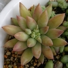 セダムその他の多肉