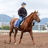 ４日の未明に香港・シャティン競馬場へ到着しています。☆サリオス