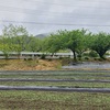 寒い雨降り・🧀チーズ燻製作り