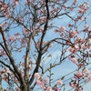 散歩道・桜～ある日の翌日