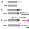 マウス性決定遺伝子Sryの全貌をついに解明 ！？