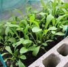 早生今市蕪　間引き　土寄せ