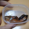 鮭の皮…