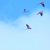 コンゴウインコ Scarlet Macaw