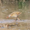 3月に撮影した野鳥など