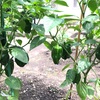 *.〜菜園通信2018〜.*  ゆるやかに続く成長