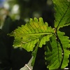 植物園散歩（９月）　８