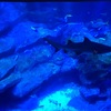 すみだ水族館行ってきた  金魚と照明がきれい〜！