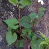 Houttuynia cordata　ドクダミ